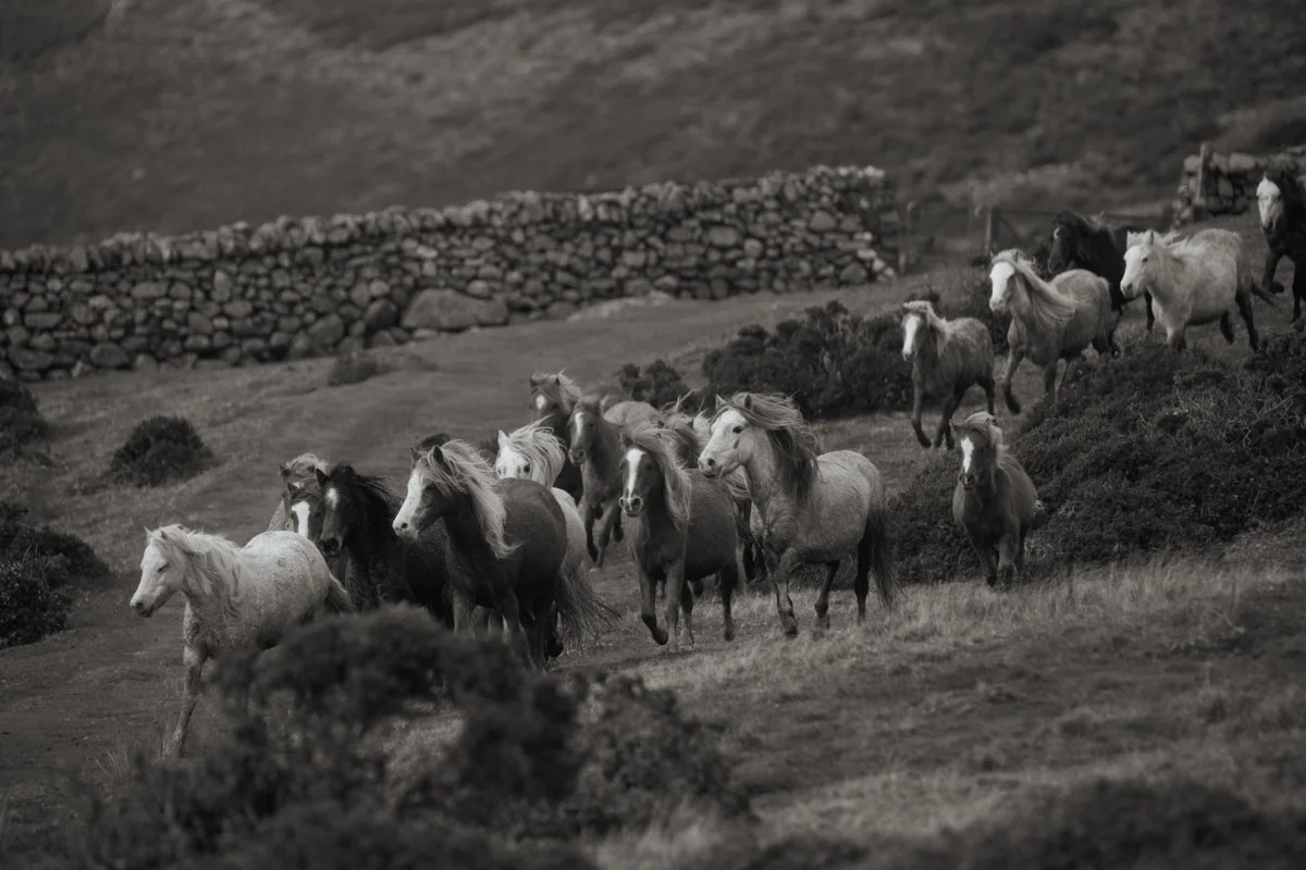 Carneddau Ponies II