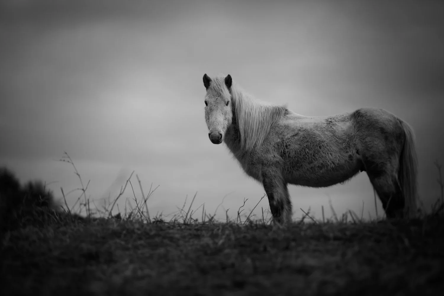 Holy Isle Aprilweb-4.jpg