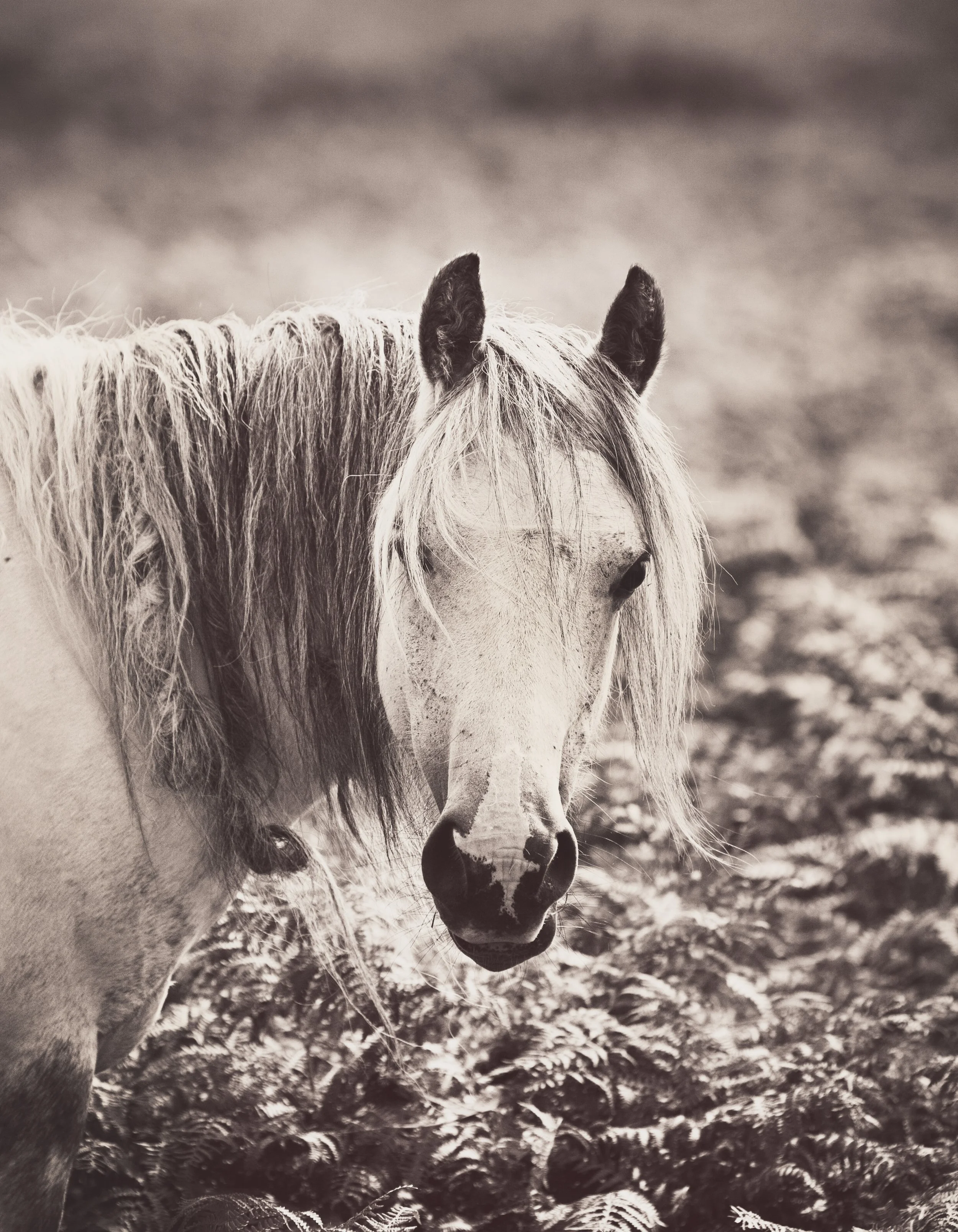 Shires-1.jpg