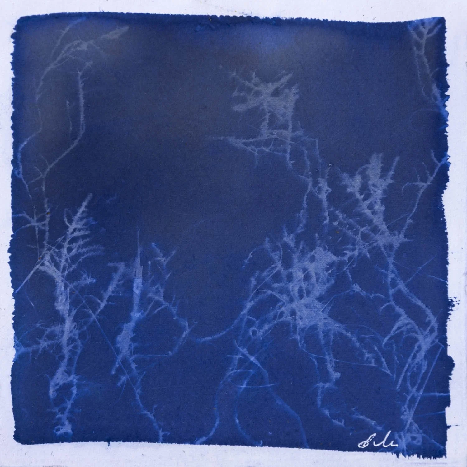Elemental 7
Environmental cyanotype, 2026
Unique Cyanotype Original
A3/ 11 × 16
Saddleworth Moor
Available - Enquire for pricing