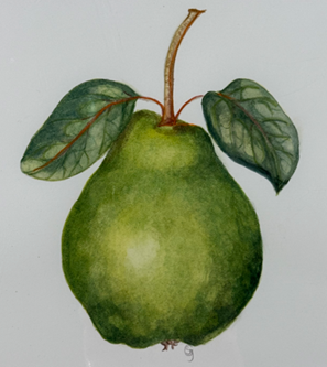 Botanical water color paintings