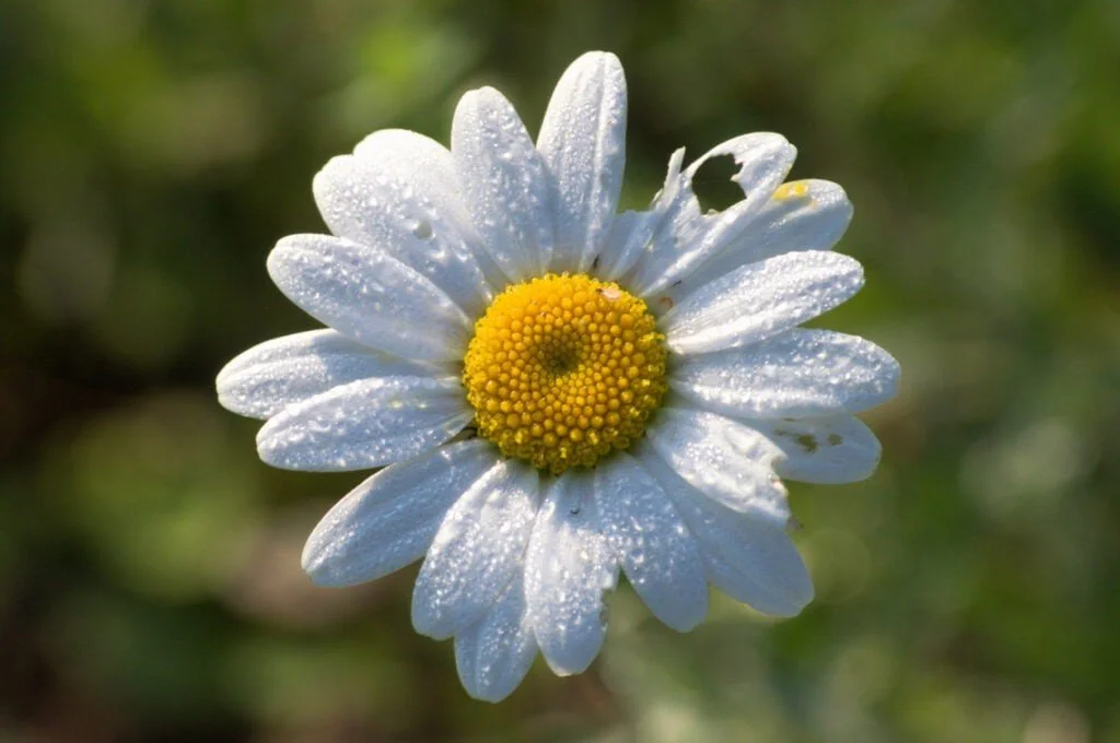 The Real Price Of Perfection