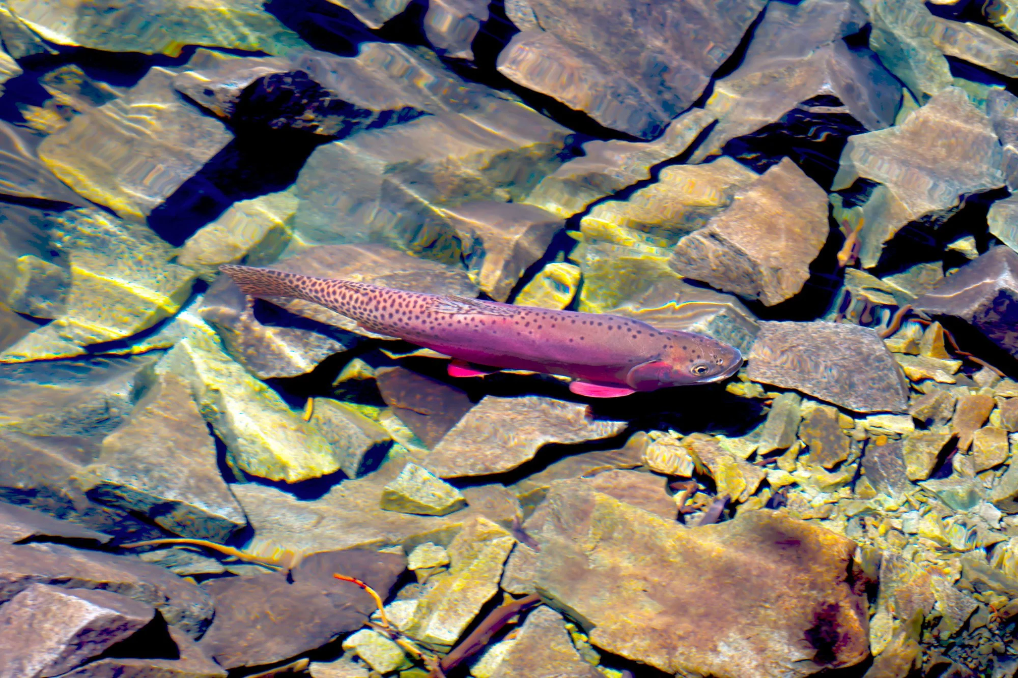 clear water trout .jpg