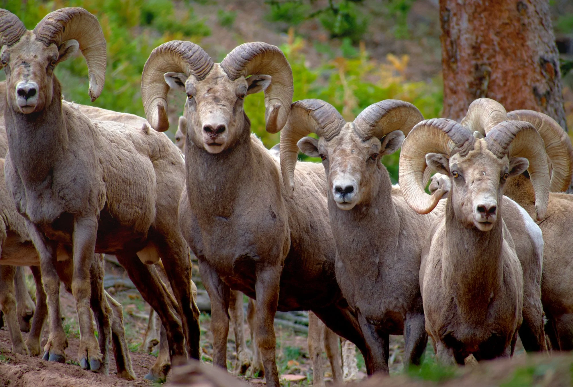 alpha bighorn.jpg