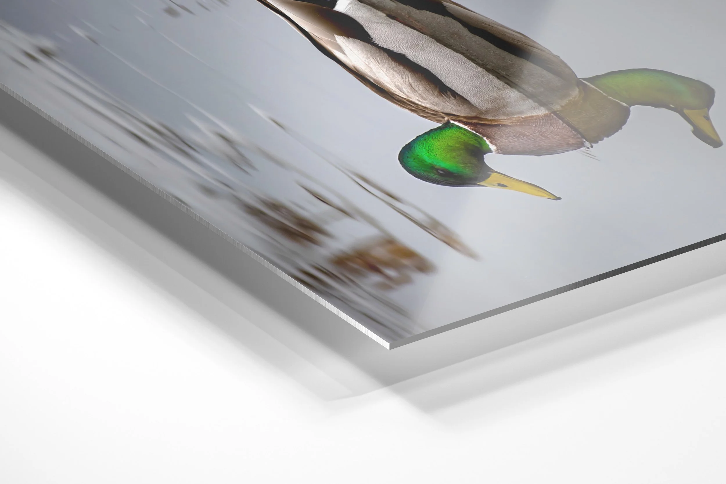 Duck Pond.jpg