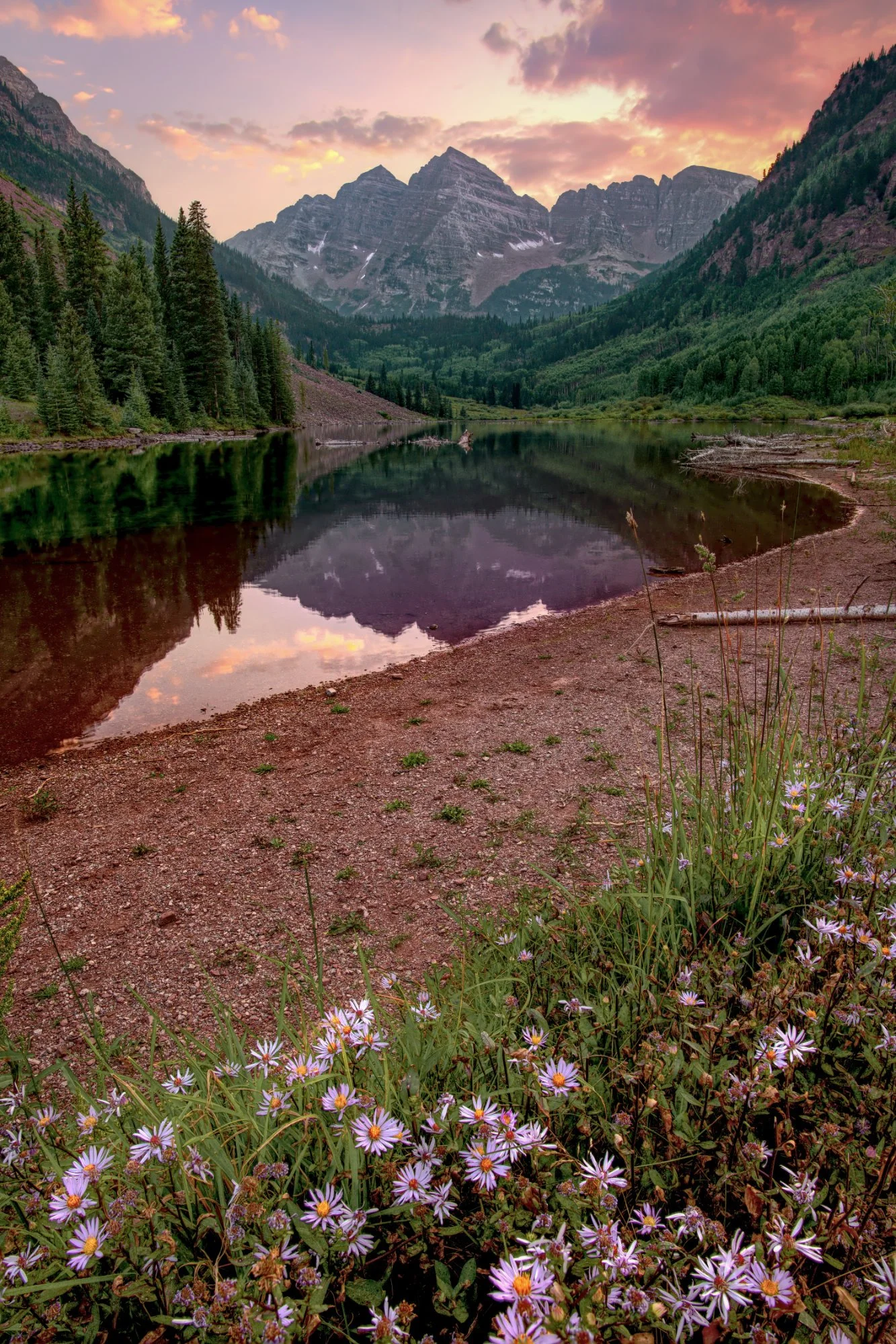 summer bells flowers.jpg