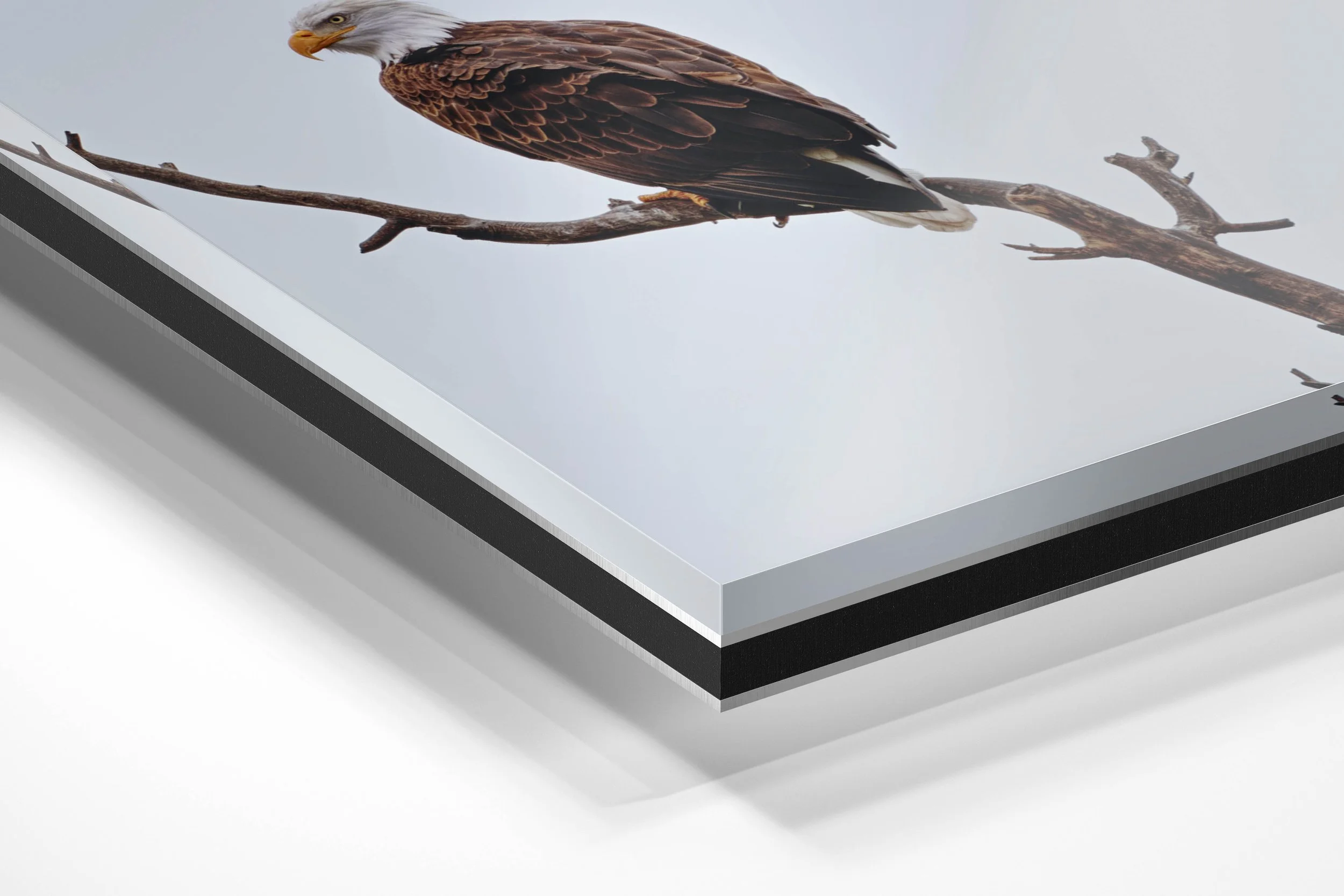White Out Eagle.jpg