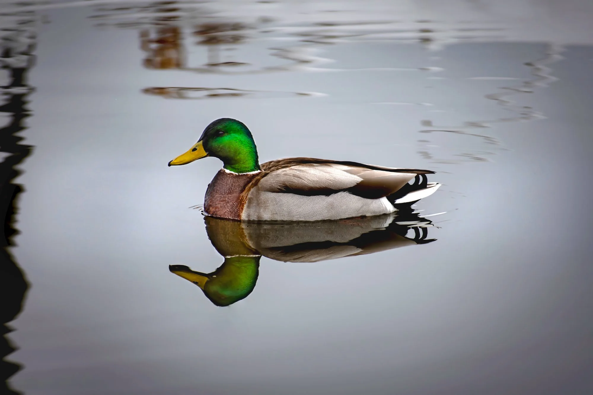 duckpond.jpg