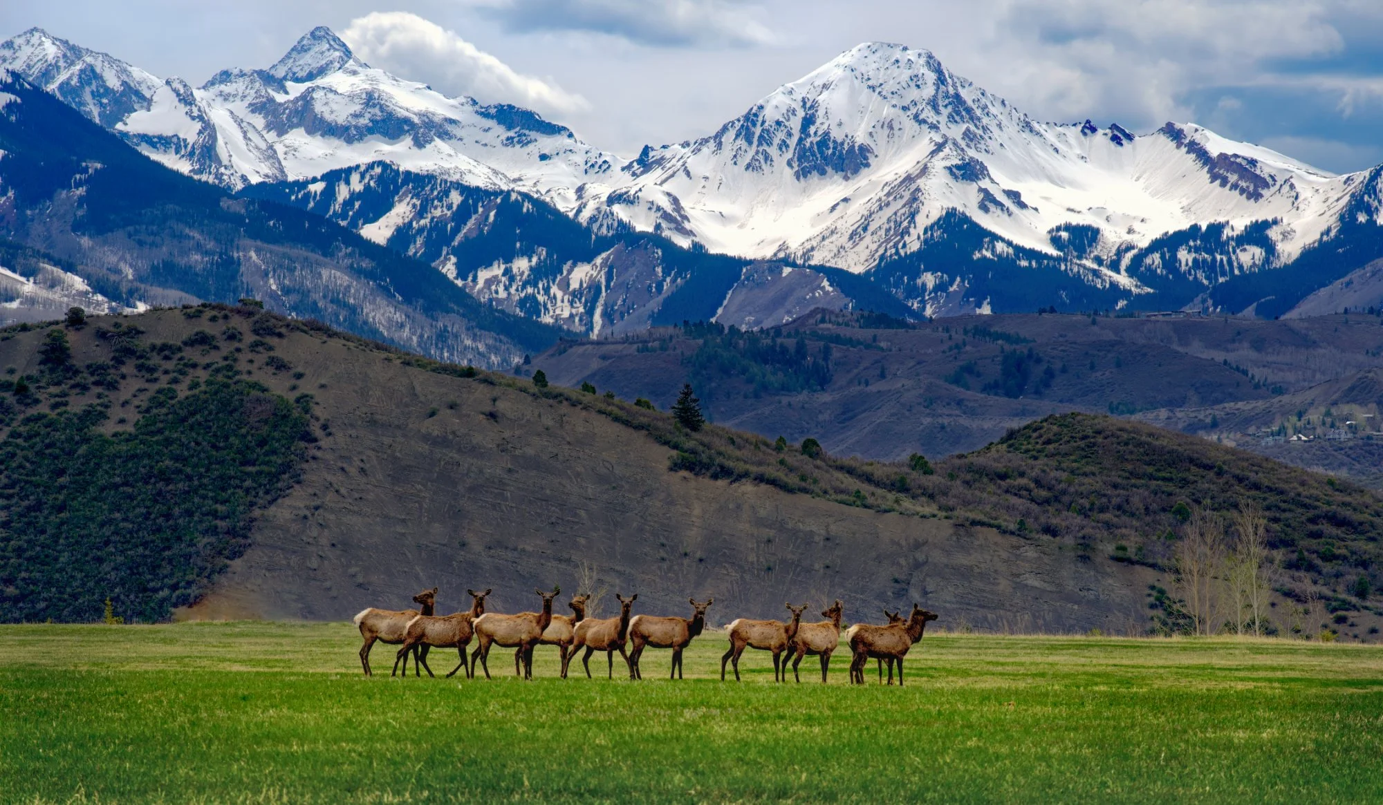 ELK MCCLAIN FLATS.jpg