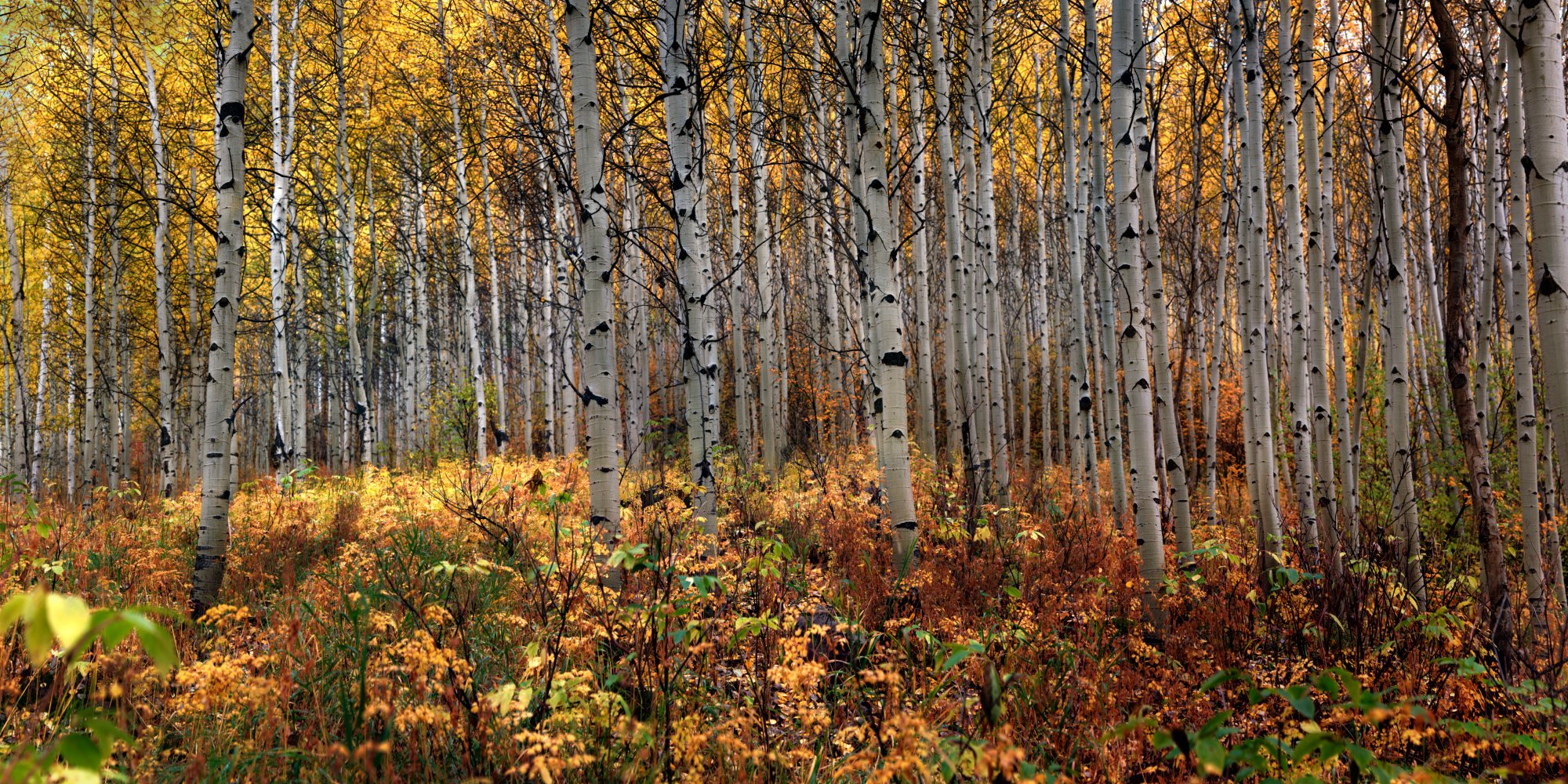 Golden Grove .jpg