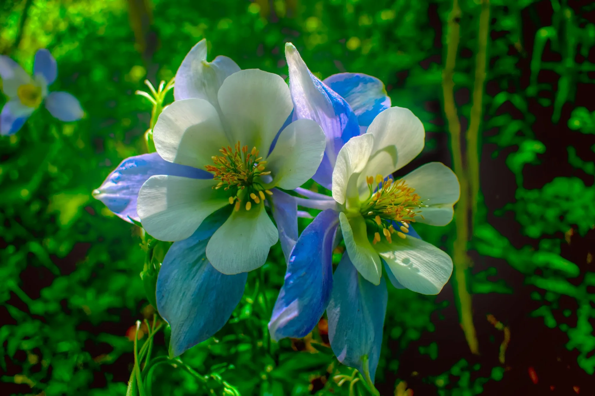 Columbine.jpg