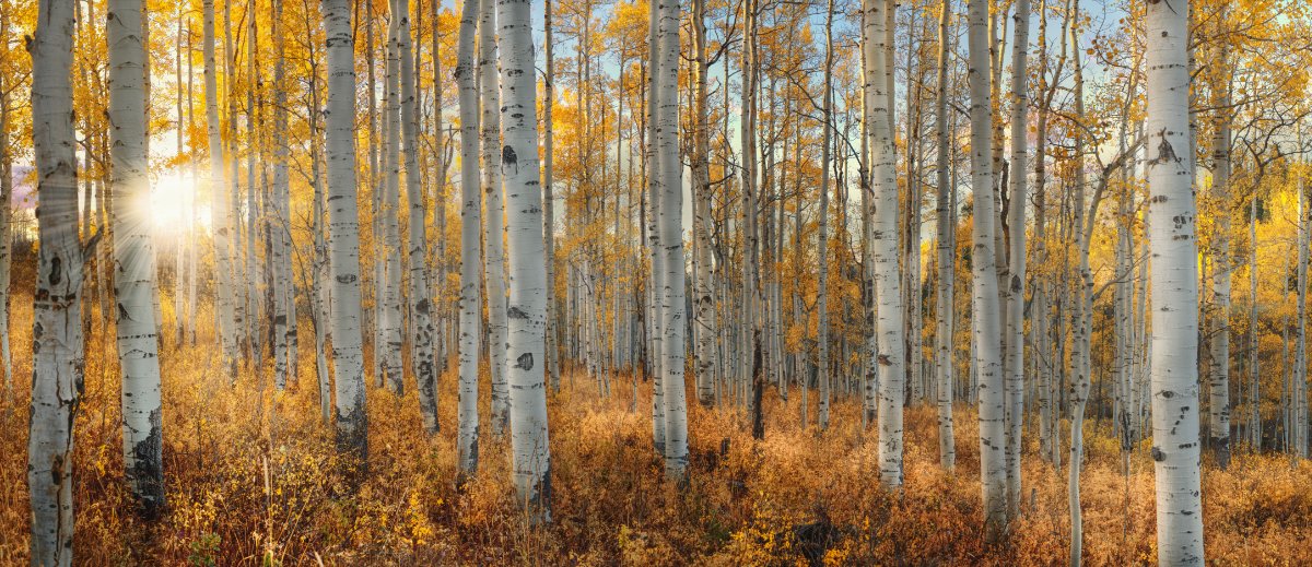 Sunrise Aspen Grove