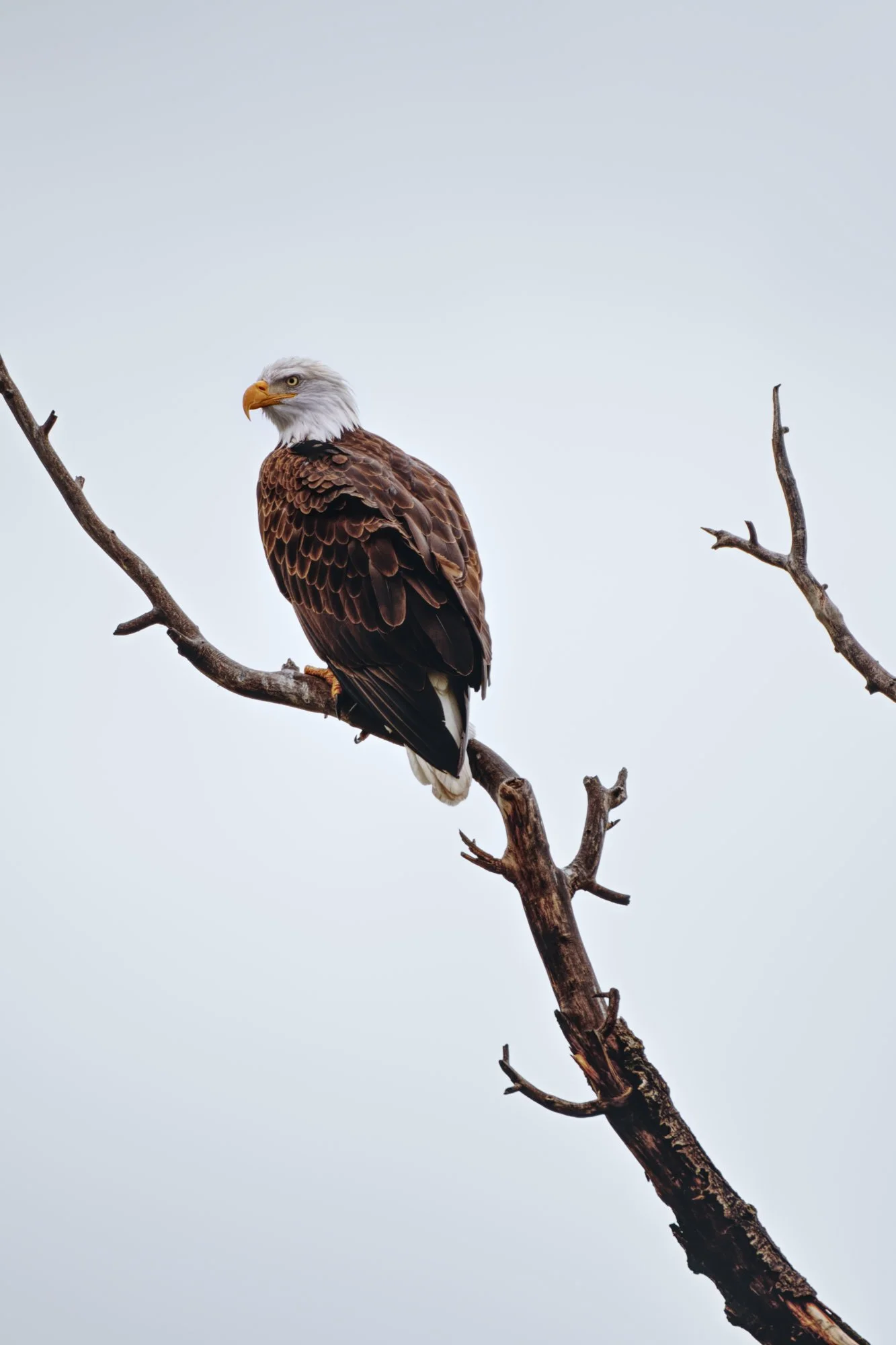 white out eagle.jpg
