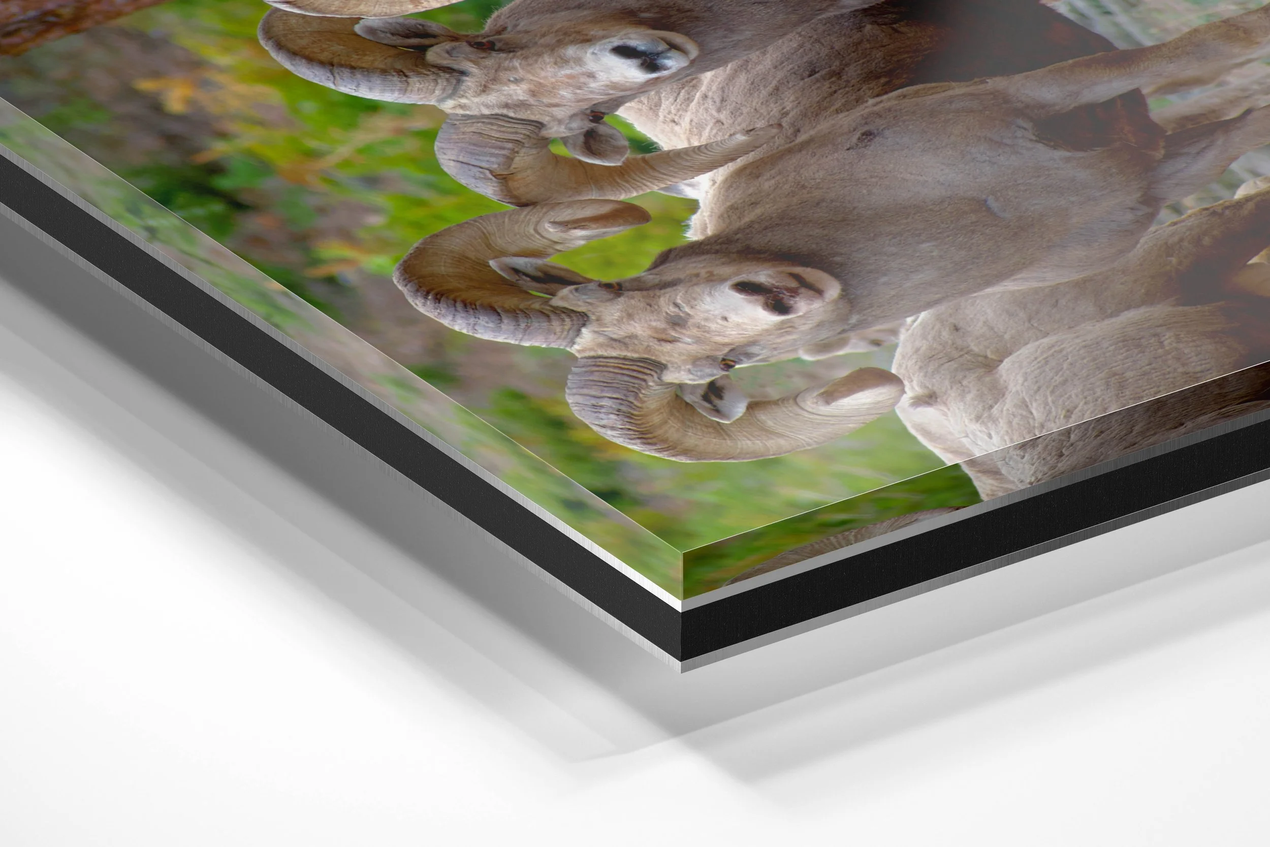Alpha Bighorn.jpg