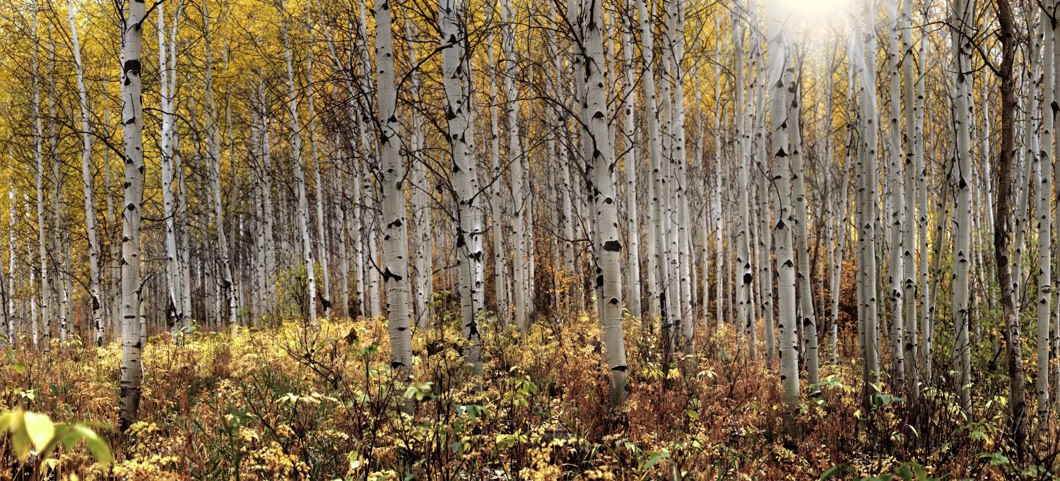 Golden Leaf Aspen Grove
