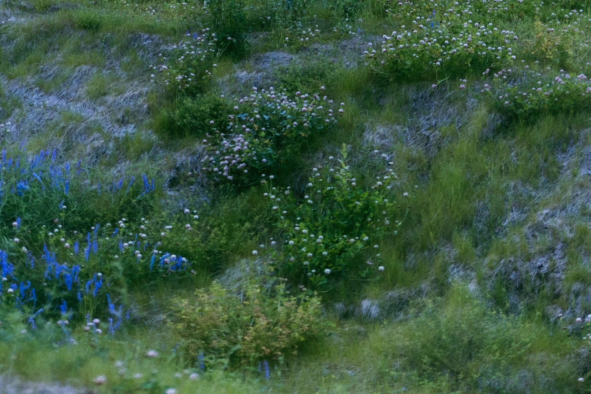 A grassy hillside with patches of small white, pink, and blue flowers.