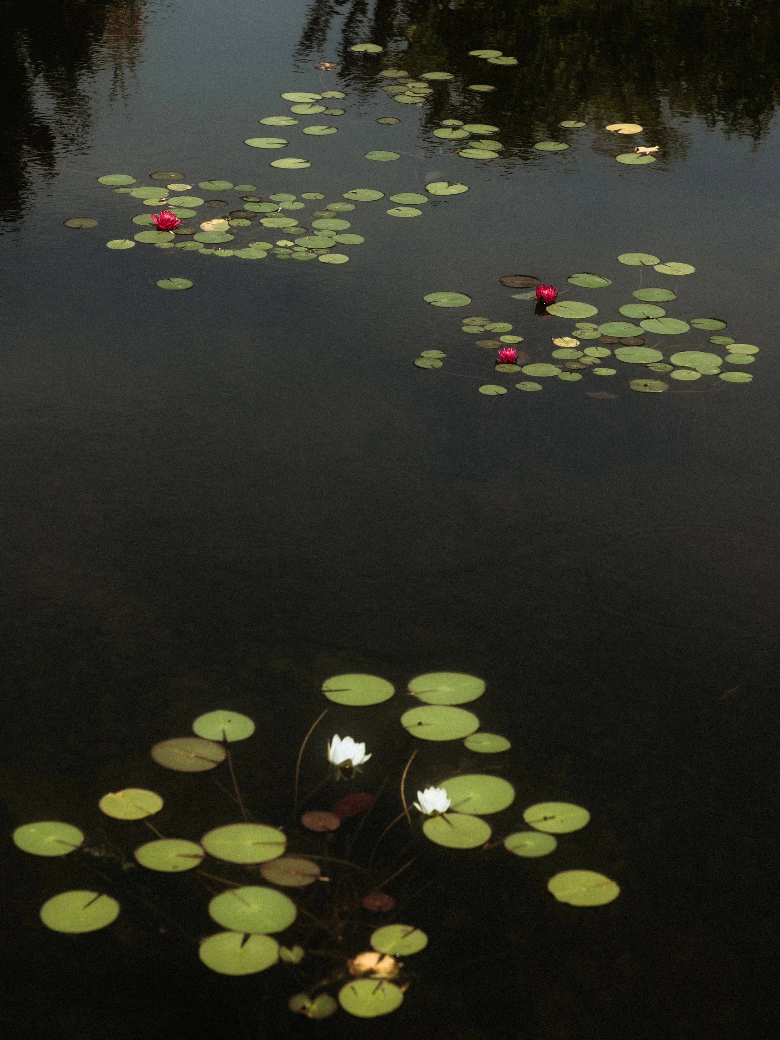 Pond with lily pads and blooming water lilies. Pink lilies on the top, white lilies near the bottom.