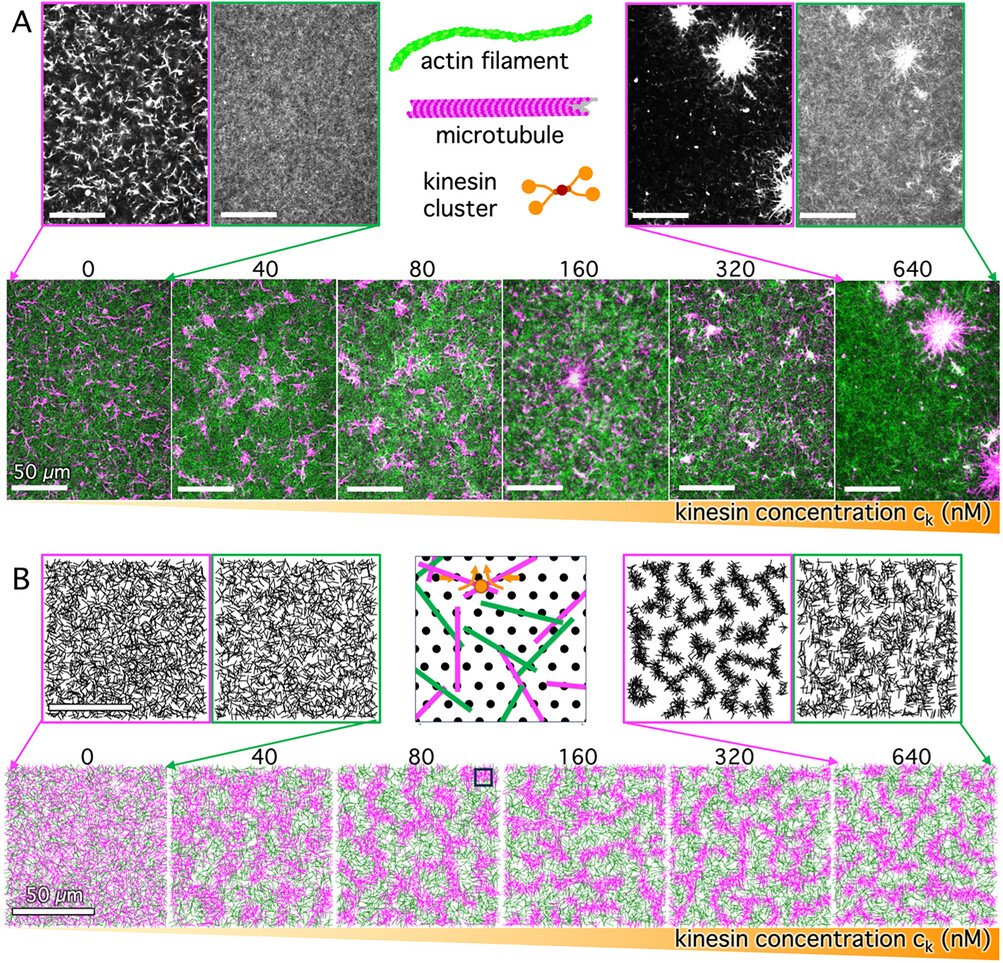 Kinesin-Driven De-Mixing of Cytoskeleton Composites Drives Emergent Mechanical Properties
