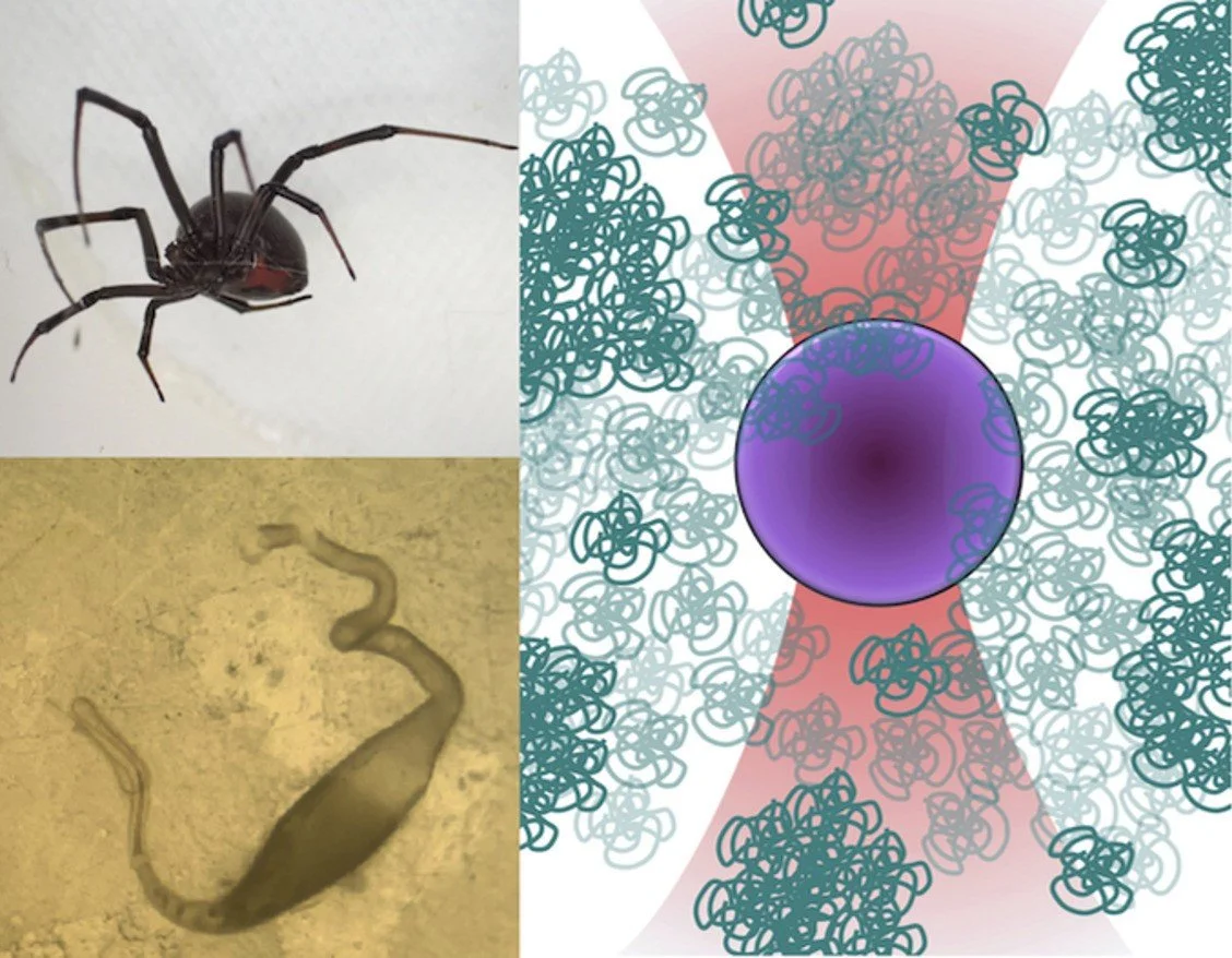 Local viscoelasticity of denaturing spider silk dope is governed by dynamic hierarchical intermolecular interactions