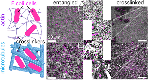 Rigidity Governs Entrainment of Bacteria Cells in Biopolymer Scaffolds
