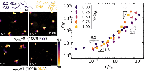 Biosynthetic Polyelectrolyte Composites Exhibit Tunable Scale-Dependent Mechanics Governed by Entanglements