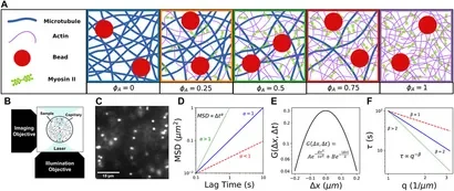 Motor-driven advection competes with crowding to drive spatiotemporally heterogeneous transport in cytoskeleton composites