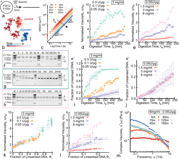 Topological digestion drives time-varying rheology of entangled DNA fluids