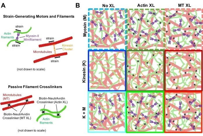 Reconstituting and characterizing actin-microtubule composites with tunable motor-driven dynamics andmechanics