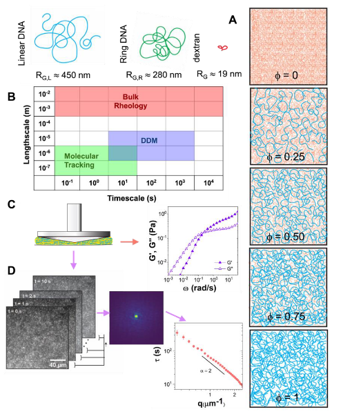 DNA topology dictates emergent bulk elasticity and hindered macromolecular diffusion in DNA-dextran composites