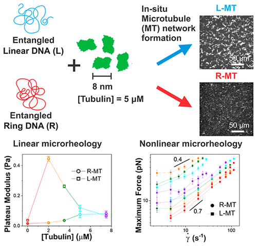DNA Conformation Dictates Strength and Flocculation in DNA–Microtubule Composites