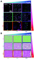Active Cytoskeletal Composites Display Emergent Tunable Contractility and Restructuring