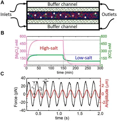 Salt-Mediated Stiffening, Destruction, and Resculpting of Actomyosin Network