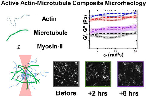 Motor-Driven Restructuring of Cytoskeleton Composites Leads to Tunable Time-Varying Elasticity