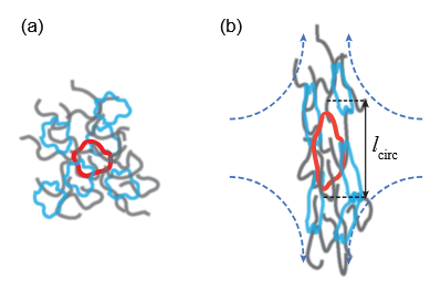 Dynamics and rheology of ring-linear blend semidilute solutions in extensional flow: Single molecule experiments