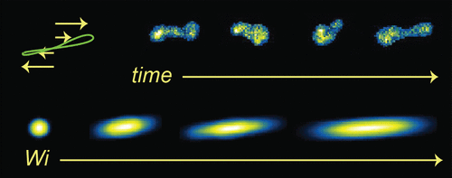 Direct Observation of Ring Polymer Dynamics in the Flow-Gradient Plane of Shear Flow