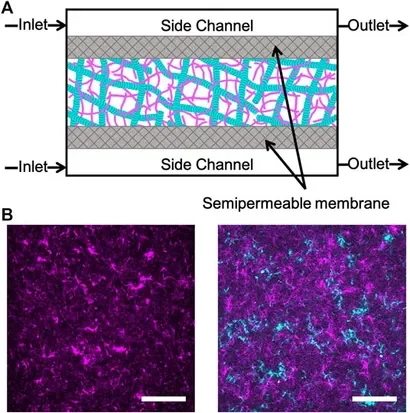 Triggering Cation-Induced Contraction of Cytoskeleton Networks via Microfluidics