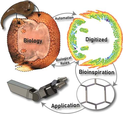 Toward Bioinspired Wet Adhesives: Lessons from Assessing Surface Structures of the Suction Disc of Intertidal Clingfish