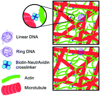 Anomalous and heterogeneous DNA transport in biomimetic cytoskeleton networks