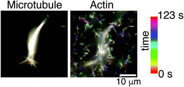 Actin and microtubule crosslinkers tune mobility and control co-localization in a composite cytoskeletal network