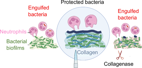 Incorporation of Collagen into Pseudomonas aeruginosa, Staphylococcus aureus, and Burkholderia pseudomallei Biofilms Modifies Their Viscoelasticity and Resistance against Phagocytosis