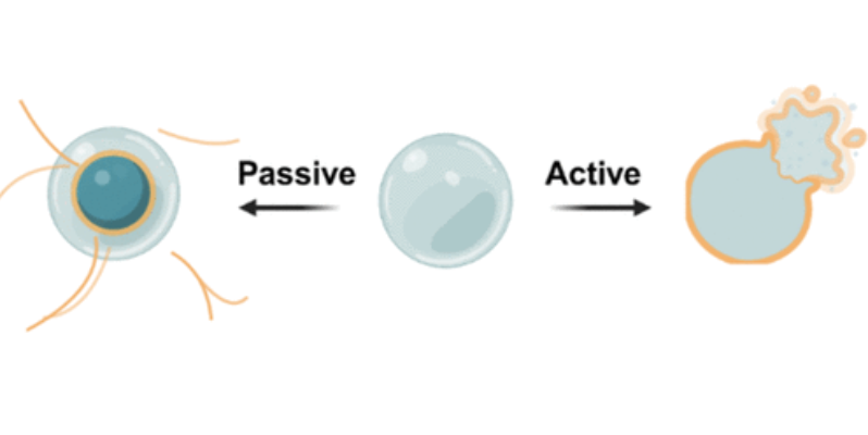Nanoscale Interfacial Organization Governs Maturation and Collapse in Passive Versus Active Condensates