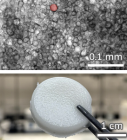 Starch granules are instructive scaffolds for synergistic reinforcement and dissipation in hydrogel composites