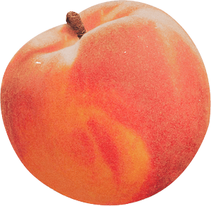 Cherry Apricots ⌇18+ Content Creator