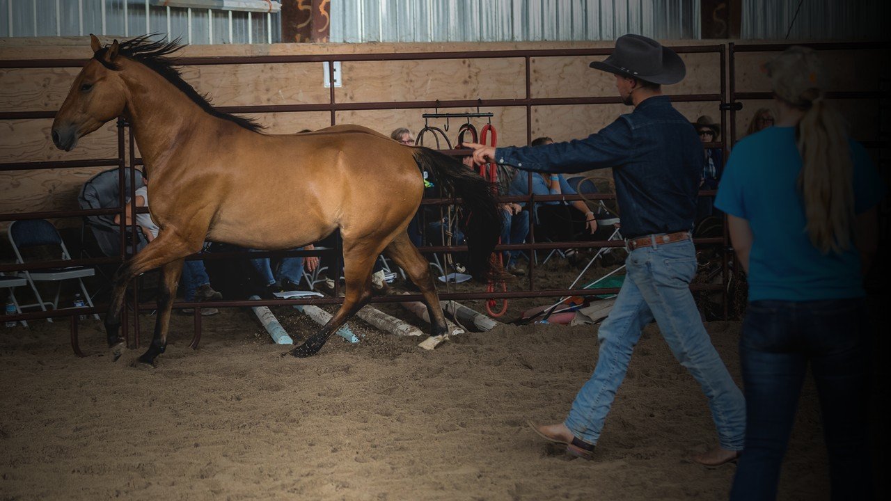 step seven - discover horsemanship philosophy &amp; Methodology in the round pen