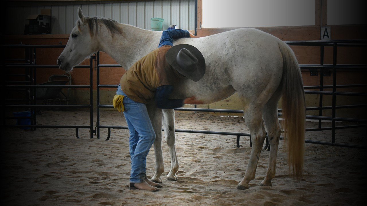 Step Thirteen - Discover Horsemanship Philosophy &amp; Methodology in the Round Pen