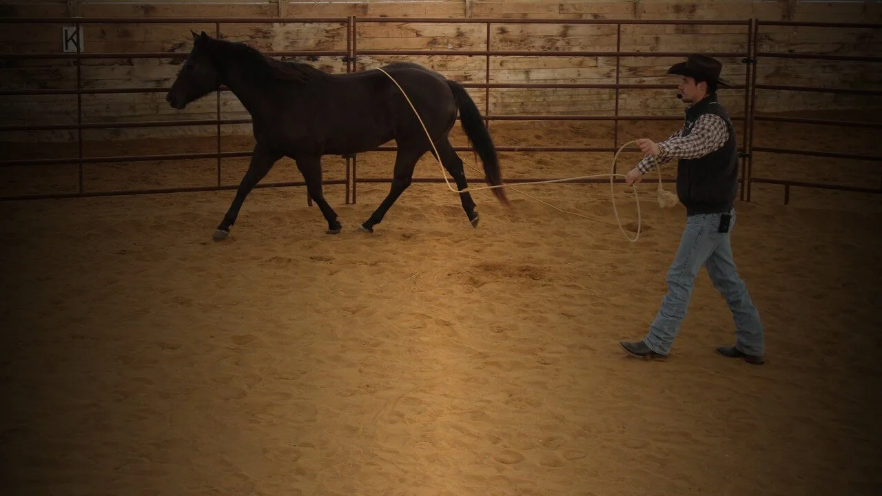 black horse with lariat on body