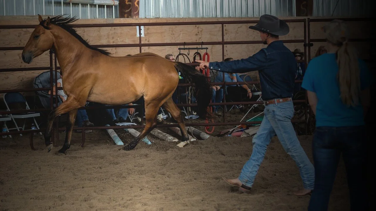 Horseman with horse in round pen