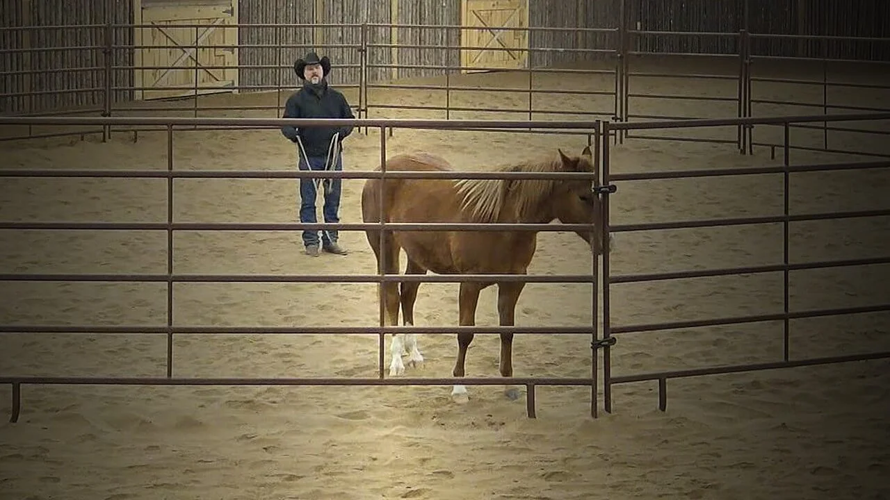 horse in round pen with horseman