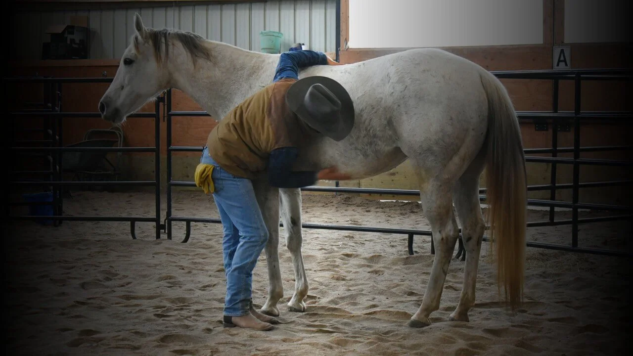 horseman rubbing horse body
