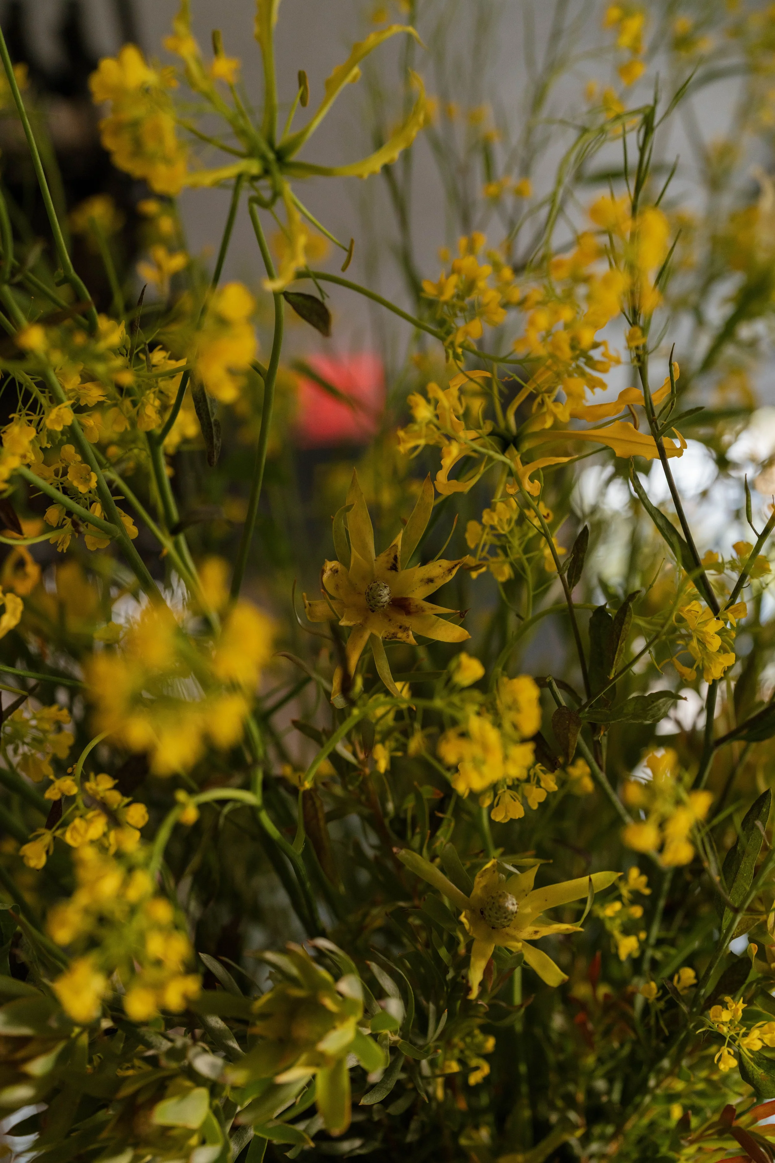 Close-up of yellow flowers with green stems and leaves, blurry background.